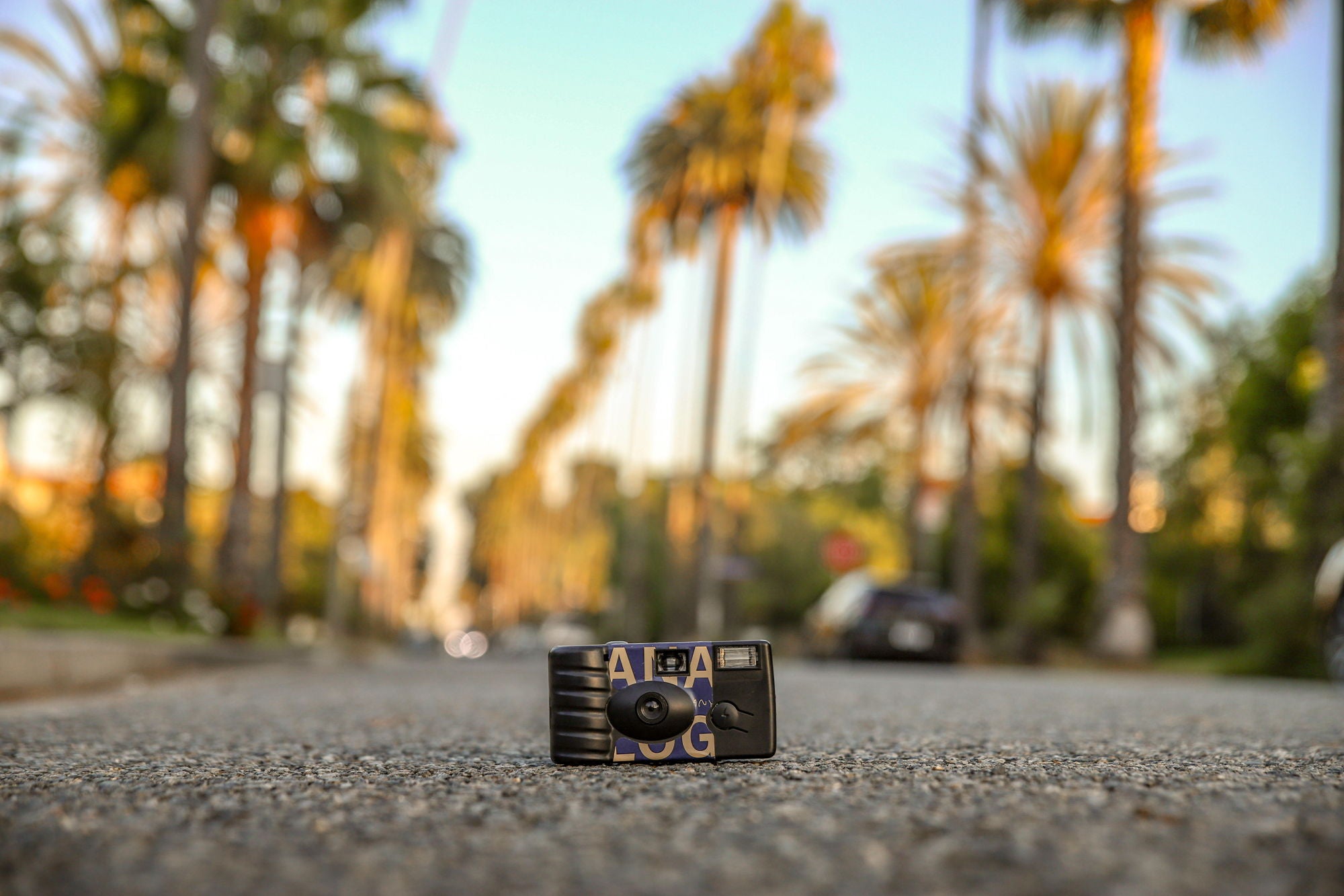 Analog disposable camera on a palm-lined street